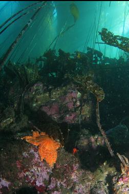 sunflower star under kelp