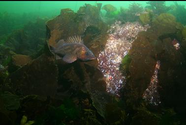 copper rockfish in shallows