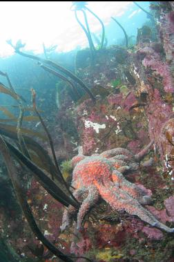 seastar in shallows