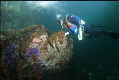 seastars near surface