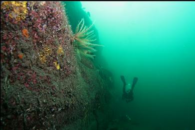 feather stars on wall