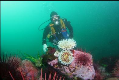 fish-eating anemones and urchins on rubble area