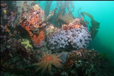 sunflower star and tunicates