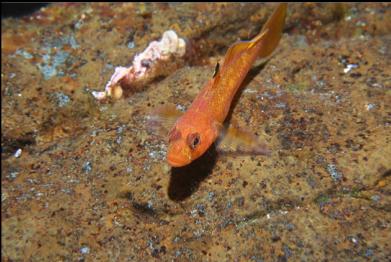 goby