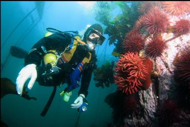 fish-eating anemone and urchins