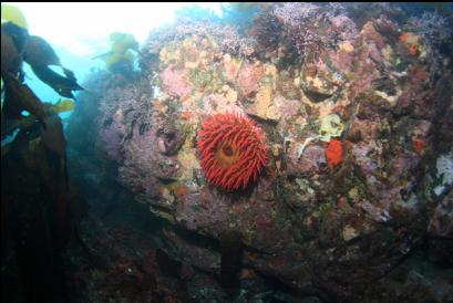 fish-eating anemone