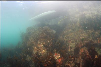 under boat