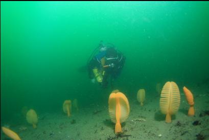 sea pens