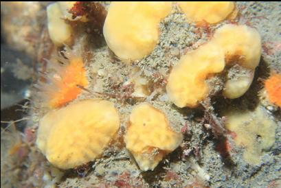 cup coral and sponge