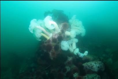 anemones on reef