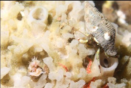 hermit crab on sponge