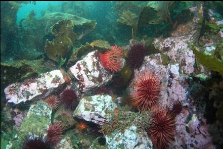 urchins and fish-eating anemone