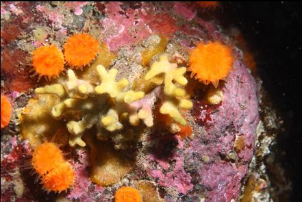 staghorn bryozoan and cup corals