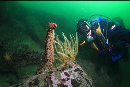 spawning sea cucumber