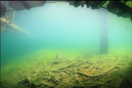 under one of the docks near shore