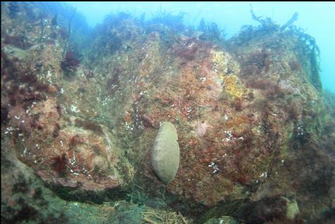 gumboot chiton