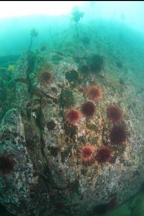 urchins on a shallow wall