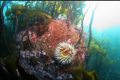 fish-eating anemone