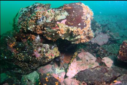 zoanthids, cup corals and encrusting sponge on boulder