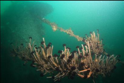 feather duster worms