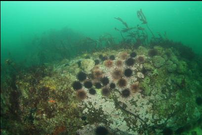 urchins and cemented tubeworm balls