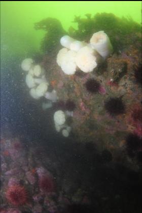 plumose anemones