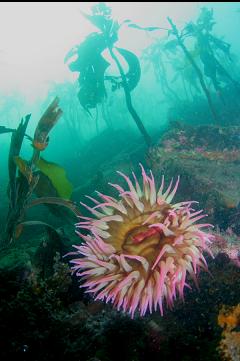 FISH-EATING ANEMONE