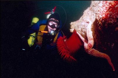 FISH-EATING ANEMONE AND SEASTAR