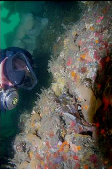 LOOKING AT SMALL ROCKFISH