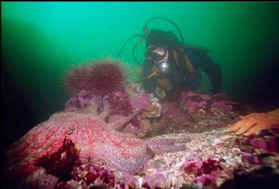 SUNFLOWER STAR AND URCHINS