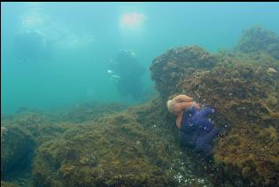 SEASTARS IN SHALLOWS