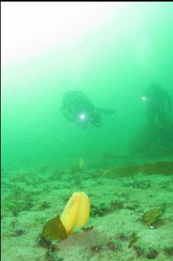 SEA PEN ON SWIM OUT TO WALL