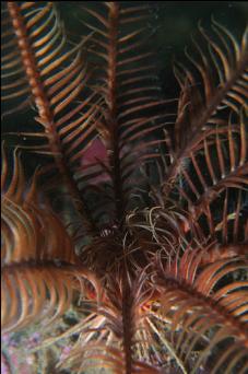 FEATHER STAR