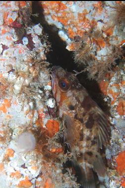 BROWN ROCKFISH IN CRACK