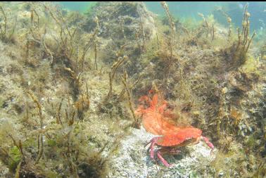 red rock crab and sunflower star