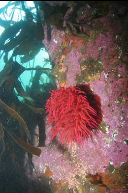 fish-eating anemone