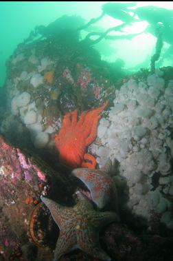 seastars and anemones