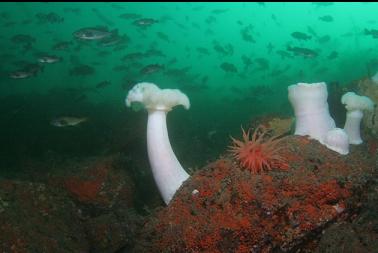 anemones and rockfish at base of wall