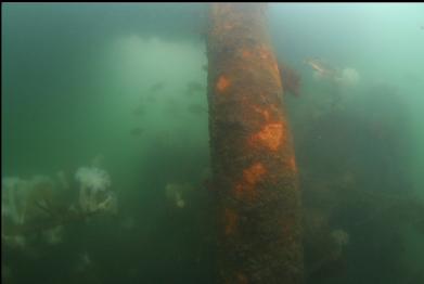 marina piling in front of wreck