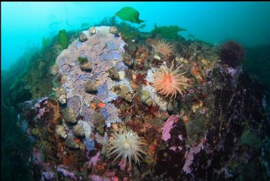crimson anemones and tritons laying eggs