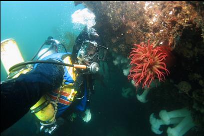 anemones