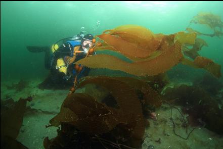 macrocystis kelp