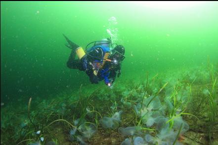 hooded nudibranchs on eelgrass