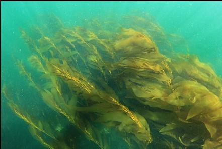 looking down at the kelp forest