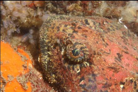 buffalo sculpin