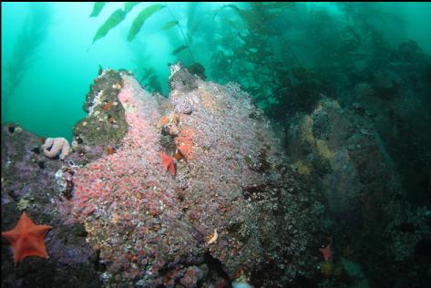 strawberry anemones