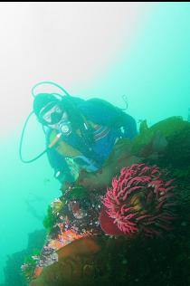 FISH-EATING ANEMONE