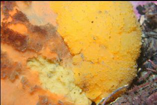 YELLOW NUDIBRANCH EATING YELLOW SPONGE