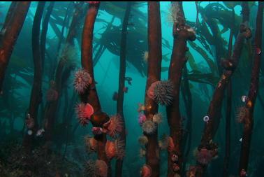 brooding anemones on kelp