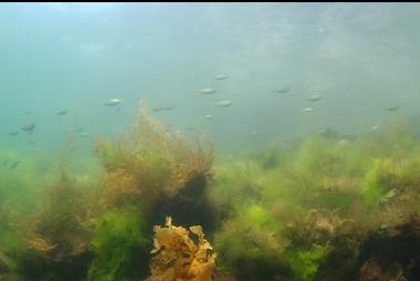 perch and seaweed near surface